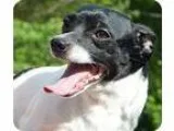 Adopt Stripe (12 lb) Happy Lil  Dude a White - with Black Rat Te