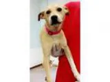 Adopt Jane a TanYellowFawn - with White Ibizan Hound  Labrador R