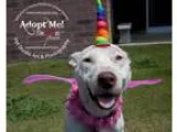 Adopt Ellie a Terrier