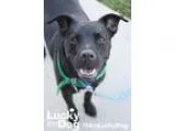 Adopt Purvis a Black - with White Labrador Retriever  Mixed dog 