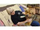 Adopt Mack LOVER BOY a Tricolor (TanBrown and Black and White) A