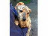 Adopt Jennie--ADOPTED a Dachshund