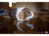 Adopt Nutmeg a Guinea Pig