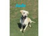 Adopt Jude a TanYellowFawn Labrador Retriever  Mixed dog in Geor