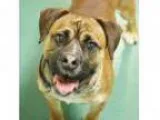 Adopt Montoya a Shepherd (Unknown Type) Pug Mixed dog in Richm