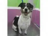 Adopt Clementine BA a Beagle