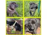 Adopt Tweety a Black Rottweiler  Labrador Retriever  Mixed dog i