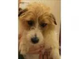 Adopt Suzie a Jack Russell Terrier  Mixed dog in Golden CO (1565