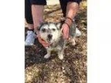 Adopt Missy a Cairn Terrier