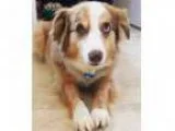 Adopt Banjo - MINI AUSSIE a Merle Australian Shepherd Mixed dog