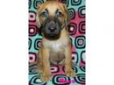 Adopt Hans a TanYellowFawn German Shepherd Dog  Afghan Hound  Mi