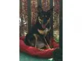 Adopt Luna a Shepherd (Unknown Type)  Mixed dog in Denver CO (15