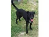 Batman - Male Labrador Retriever