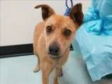 Adopt Princess Peach a Australian Cattle Dog  Mixed dog in Portl
