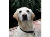 Adopt Luna a TanYellowFawn Labrador Retriever  Mixed dog in San 