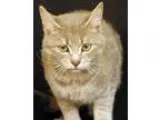 Adopt Stone a Gray Blue or Silver Tabby Domestic Shorthair (shor