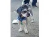 Adopt Coby a GrayBlueSilverSal t and Pepper Shih Tzu  Mixed dog 
