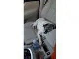 Adopt Meatball a Pug