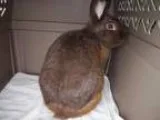 Adopt CoCo (Hazel) a Bunny Rabbit