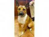 Adopt Diamond a German Shepherd Dog