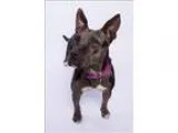 Adopt Pesto a Catahoula Leopard Dog  Mixed dog in Albuquerque NM