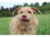 Adopt Billy-Just Arrived from Puerto Rico a Terrier