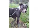 Adopt Jada a GraySilverSalt and Pepper - with White American Sta