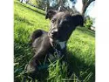 Adopt Celeste a Black - with White Labrador Retriever  Australia