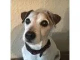 BEAGLE PUPPIES REGISTERED