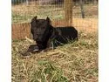 Adopt Atticus a Black American Pit Bull Terrier  Cane Corso  Mix