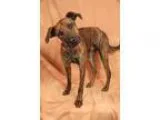 Adopt Cooper WeimerPlott Hound a Brindle Weimaraner  Plott Hound