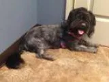Adopt Bear a Lhasa Apso Shih Tzu