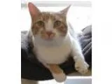 Gracie - Female Domestic Shorthair Mix