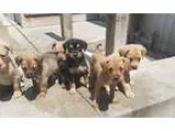 Adopt Lab mix babies a TanYellowFawn Labrador Retriever  Shepher