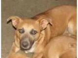 Prince D160896 PENDING ADOPTION - Male American Pit Bull Terrier