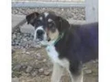 Adopt Michael a Collie Australian Shepherd