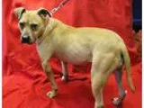 Adopt Supergirl a Pit Bull Terrier