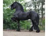 Friesian Sport Horse Gelding