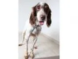 Adopt Stella D160277 a White - with Brown or Chocolate English S