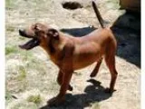 Adopt 60519 Abi a RedGoldenOrangeCh estnut Golden Retriever  Hus