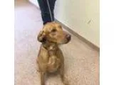 Adopt Chase a Labrador Retriever Golden Retriever
