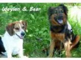 Adopt Waylan and Bear a BrownChocolate - with Black Beagle  Aust