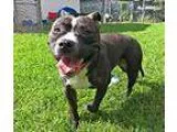 Adopt Jasmine a Pit Bull Terrier