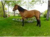Gentle Buckskin Quarter Horse Anyone Can Ride