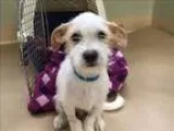 Adopt Patches a Jack Russell Terrier  Mixed dog in Portland OR (