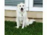 Adopt BUFFY a Great Pyrenees Golden Retriever