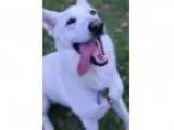 Adopt Max-Adoption Pending a German Shepherd Dog