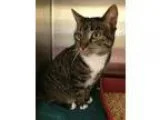 Adopt Merrya - Home Ave a Brown Tabby Domestic Shorthair  Mixed 