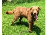 Adopt Coco a BrownChocolate Labrador Retriever  Husky  Mixed dog