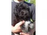 Adopt ROXY a Black - with White Havanese  Bichon Frise  Mixed do